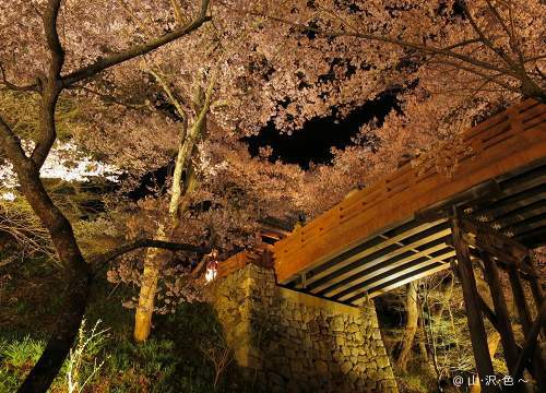 2014 高遠の夜桜