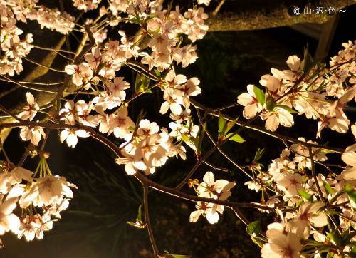 2014 高遠の夜桜