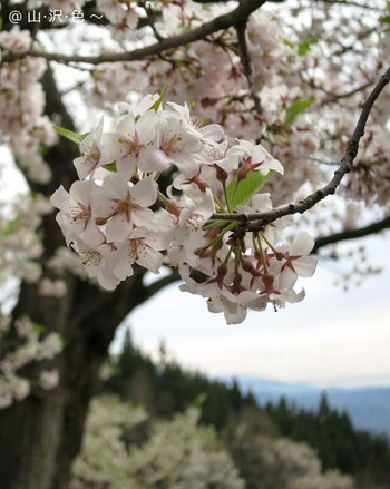 巡礼桜