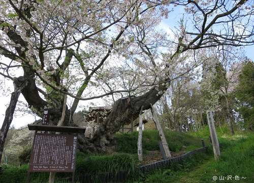 巡礼桜