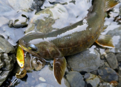 南アルプス 源流の岩魚達