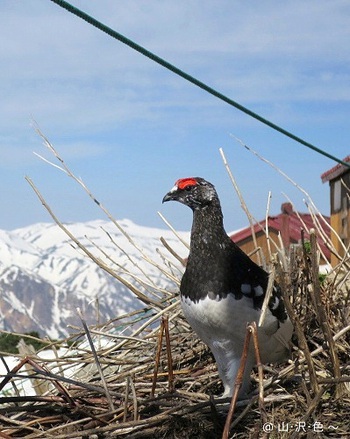 山岳の霊鳥