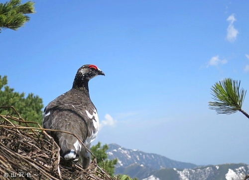 山岳の霊鳥