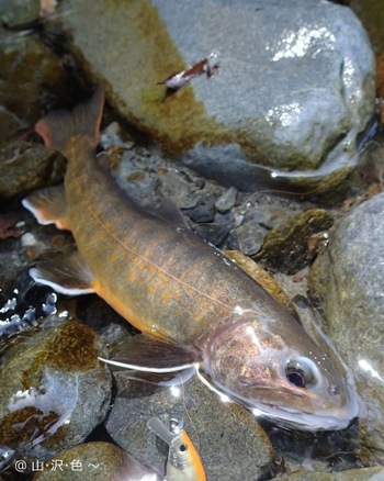 南アルプス 源流の岩魚達