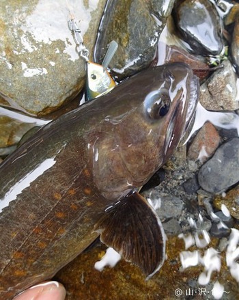 南アルプス 源流の岩魚達