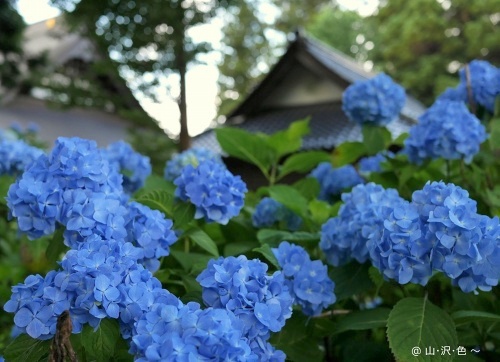 伊那のあじさい寺