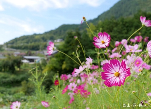 小秋日和