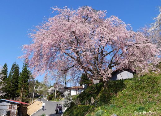 二本の桜