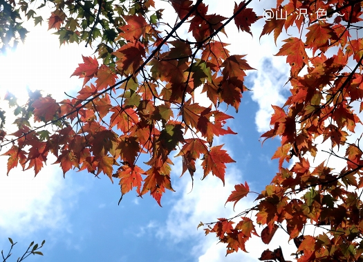 紅い羊と山ランチ