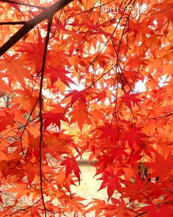 紅葉のトンネル