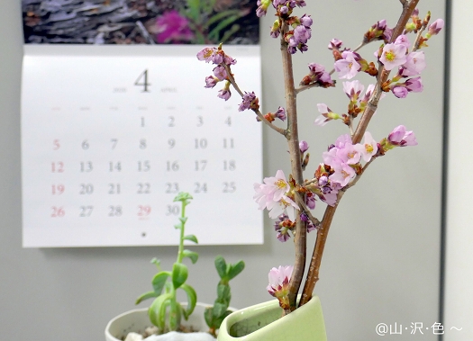 さくら 4月