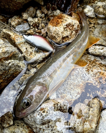 Fさんの おもひで沢