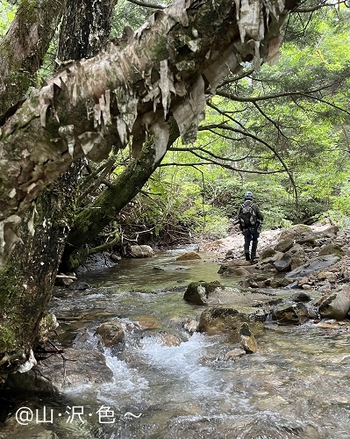 Fさんの おもひで沢