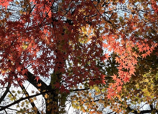 紅葉キャンプ ながた自然公園