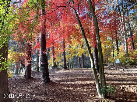 紅葉キャンプ ながた自然公園