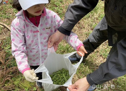 こごみ採り＆里山キャンプ