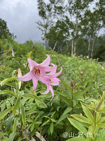 ササユリの登山道 経ヶ岳