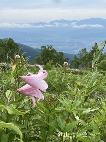 ササユリの登山道 経ヶ岳