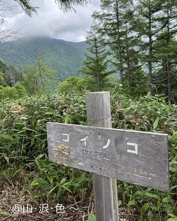 ササユリの登山道 経ヶ岳