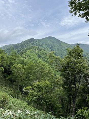 ササユリの登山道 経ヶ岳