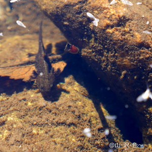 北アルプス 鹿島槍ヶ岳 赤岩尾根