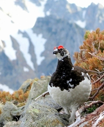 立山室堂・ペア雷鳥 （後編）