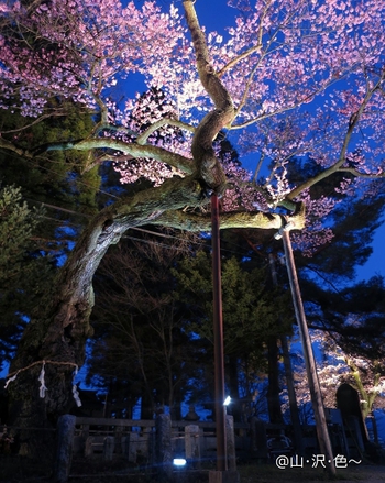 2017 飯田の桜