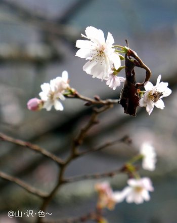 冬桜