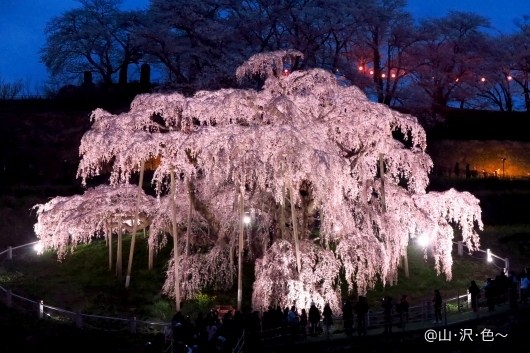 三春の滝桜1