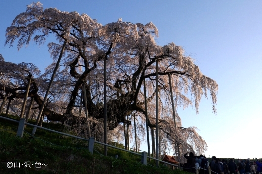 三春の滝桜2