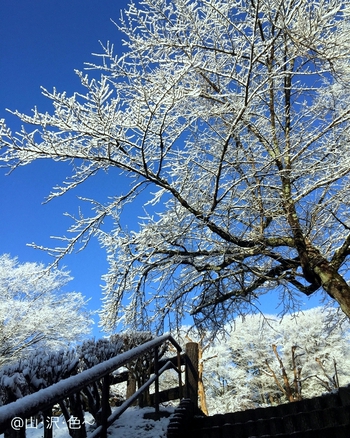 通勤路の樹氷