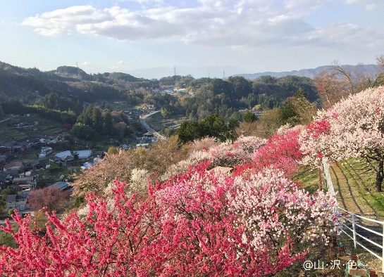 ふるさとの花桃