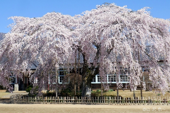 おおきなさくら