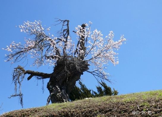 頑張って咲く桜