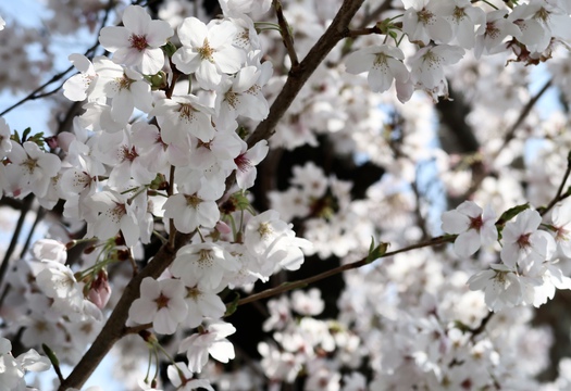 4月 裾花公園にて