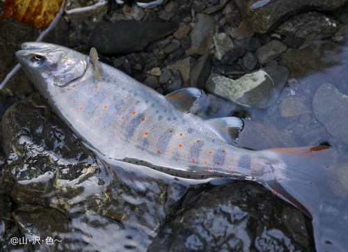 アマゴを釣りに行く