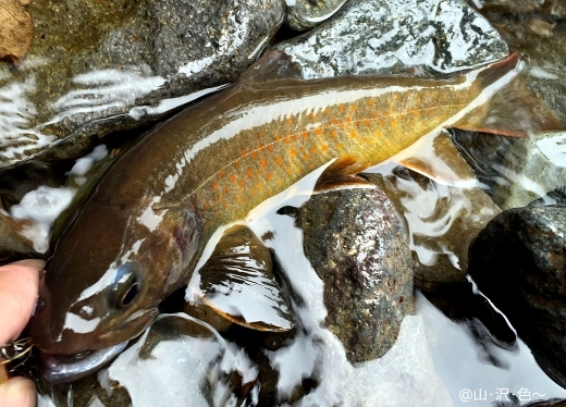 木曽の谷、幻の魚