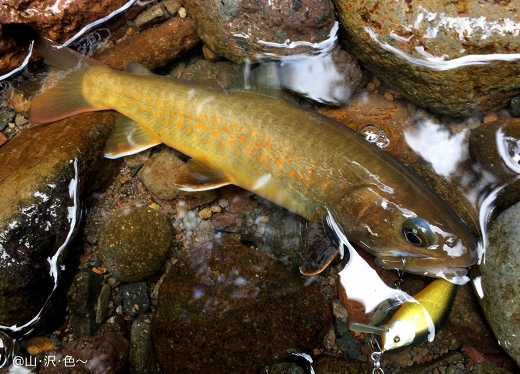 木曽の谷、幻の魚