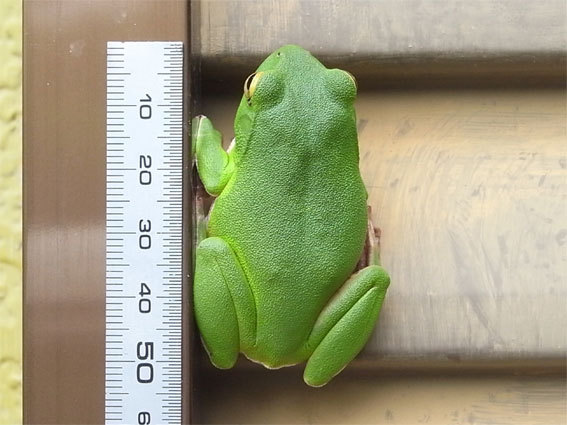 今度はカエル