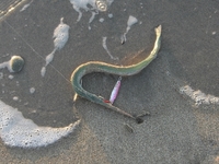 夕マズメサーフ