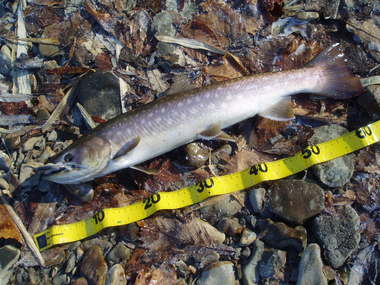 2010　出会った魚達