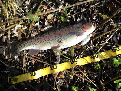 2010　出会った魚達