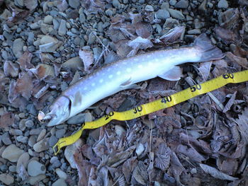 2010　出会った魚達