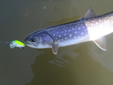 2011　出会った魚達