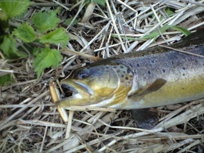 2011　出会った魚達