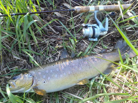 2011　出会った魚達