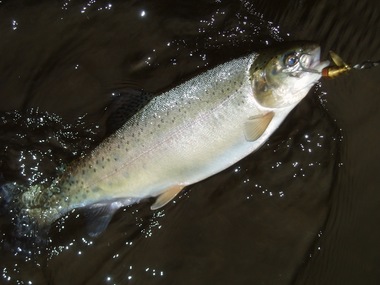 2011　出会った魚達