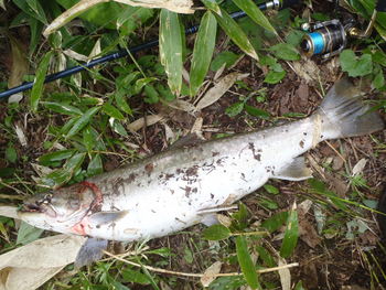 2011　出会った魚達