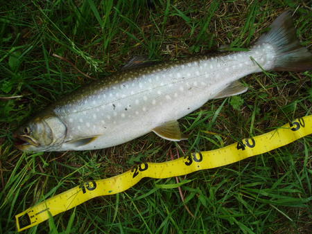 2011　出会った魚達