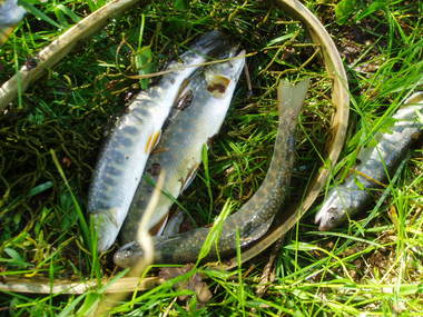 2011　出会った魚達